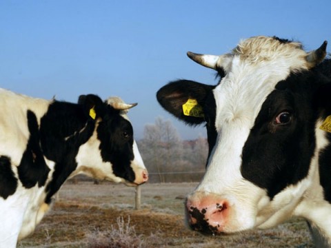 Lahovi kravi (foto: Andrej Nagode)